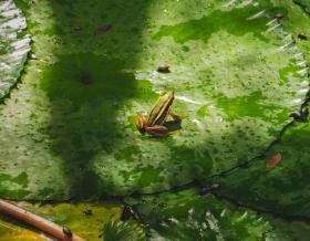 Frog sitting on a birght green lily pad